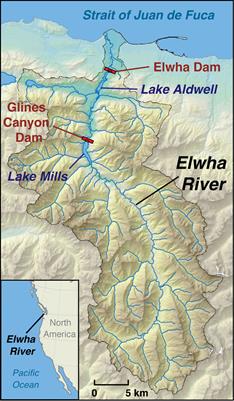 A review of natural and managed revegetation responses in two de-watered reservoirs after large dam removals on the Elwha River, Washington, USA